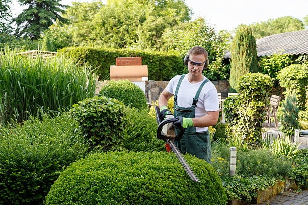 Gardener trimming green hedge with electric hedge trimmer in a lush garden setting